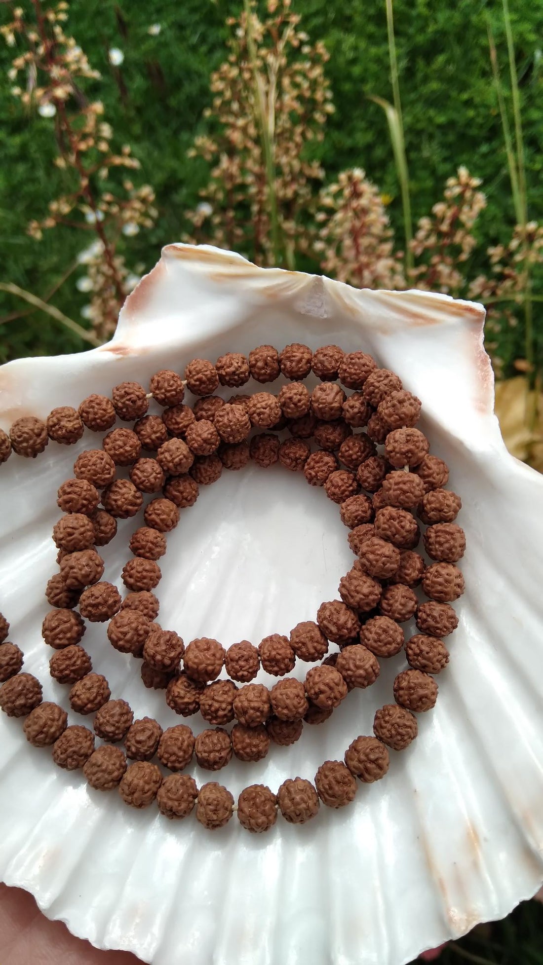 Les vertus des graines de rudraksha